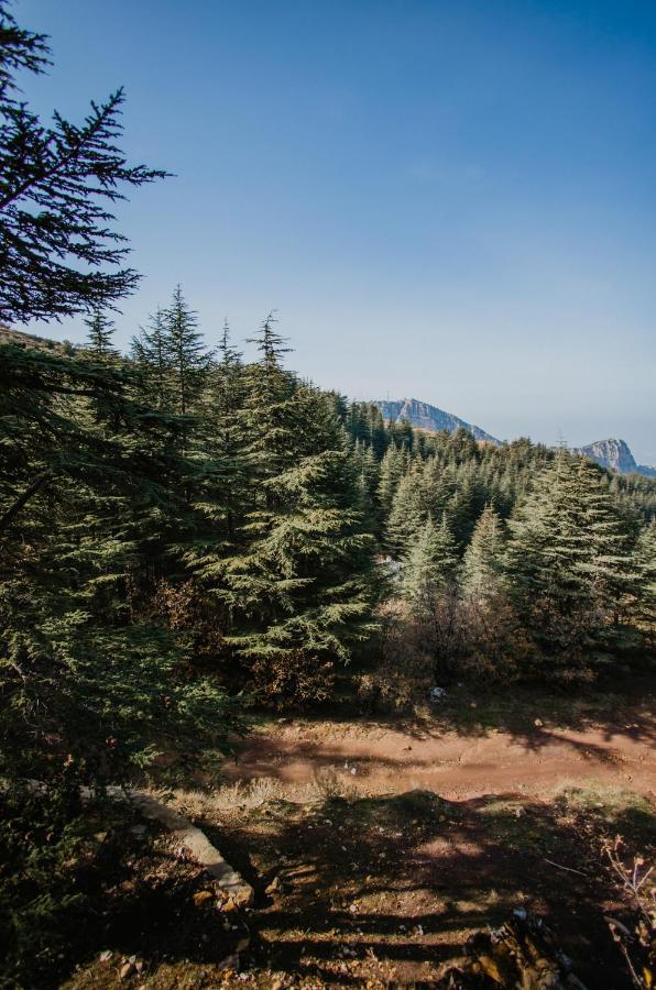 فيلة Cedar Scent