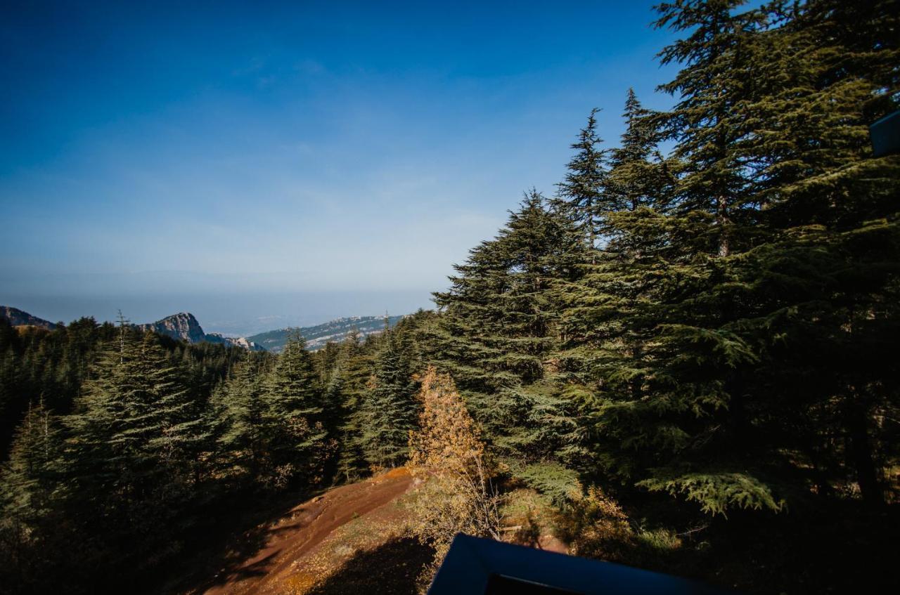 فيلة Cedar Scent البترون