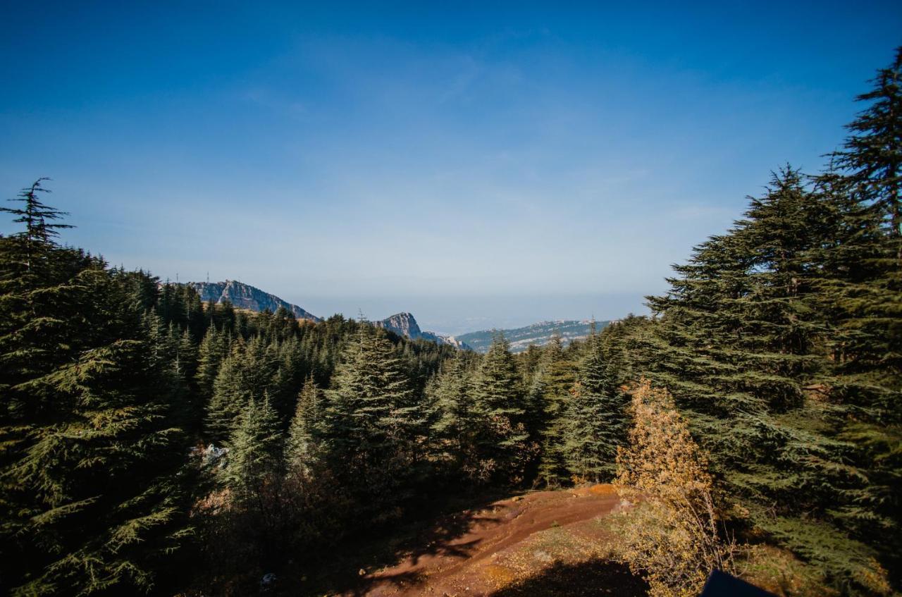 Cedar Scent * البترون