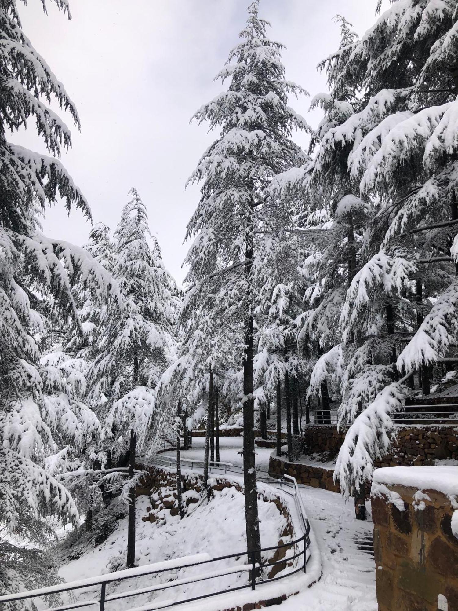 Cedar Scent البترون